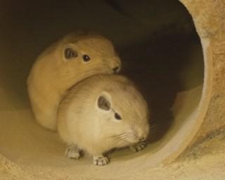 まるで“きなこもち”とSNSで話題の動物「グンディ」って知ってる？積み重なるポーズの理由を聞いた 