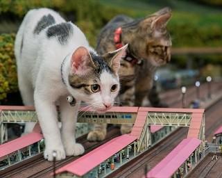 ジオラマの上で遊ぶ猫たちが呼び水…コロナ禍で窮地の店を救った保護猫との不思議な出会い