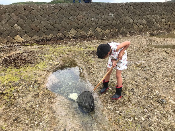 磯に棲む生き物について学ぼう 和歌山県白浜町の京都大学白浜水族館で 磯採集体験 開催 ウォーカープラス