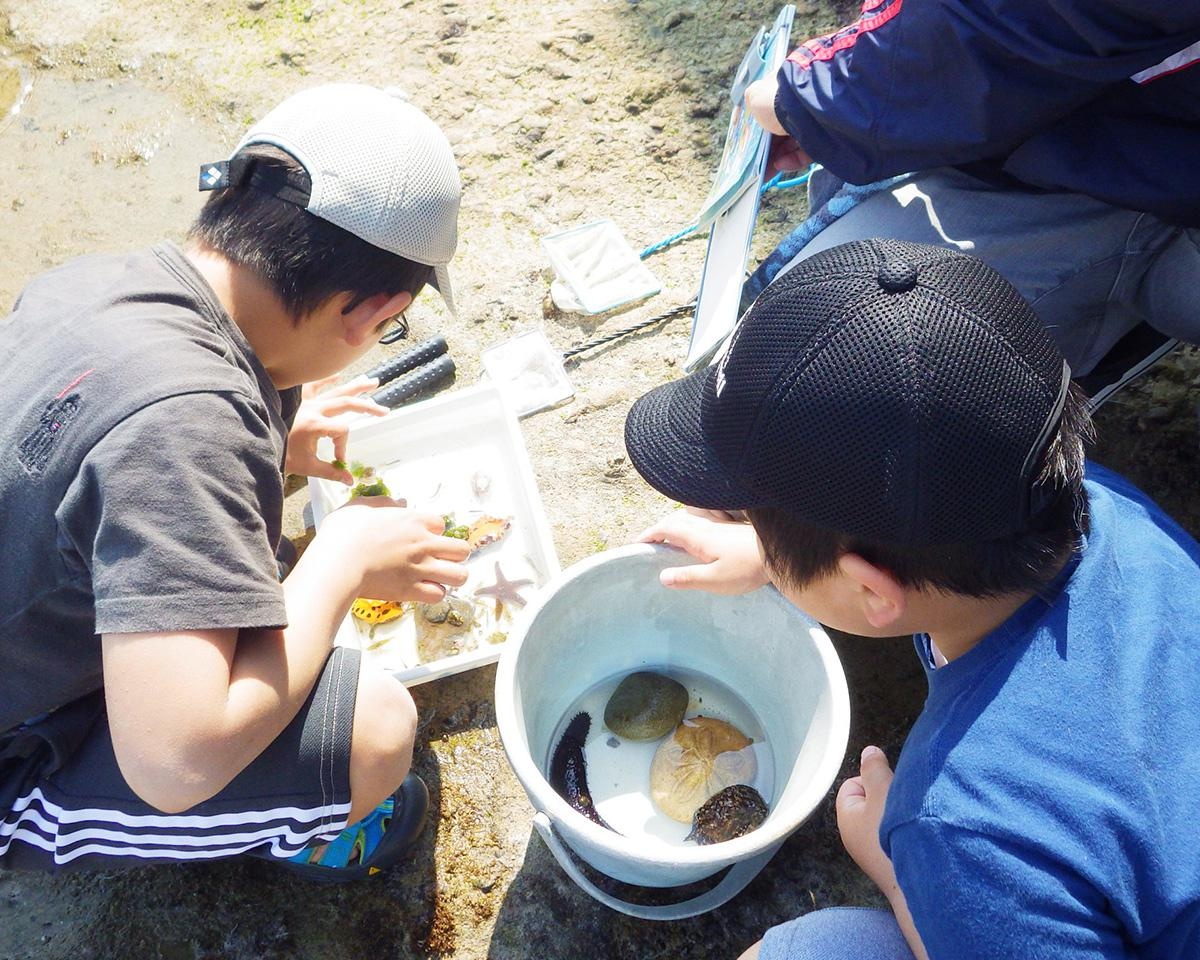 磯に棲む生き物について学ぼう、和歌山県白浜町の京都大学白浜水族館で「磯採集体験」開催