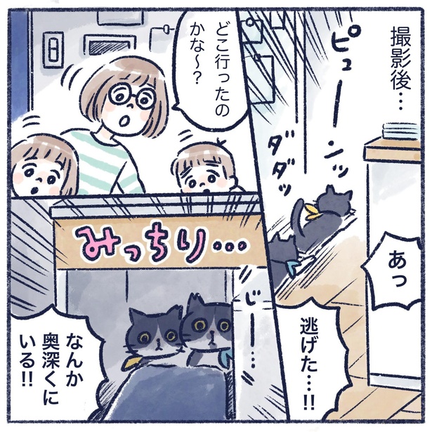『保護猫カフェで猫をお迎えしました。(3)』7