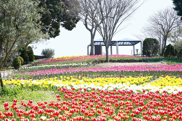 さまざまな花が春を彩る 福岡県北九州市のグリーンパークで ファミリーフラワーフェスティバル21 が開催中 ウォーカープラス