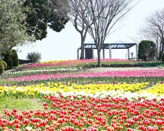 さまざまな花が春を彩る、福岡県北九州市のグリーンパークで「ファミリーフラワーフェスティバル2021」が開催中