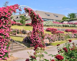 色鮮やかなバラが咲き誇る、鹿児島県鹿屋市のかのやばら園で「かのやばら祭り 2021 春」が開催