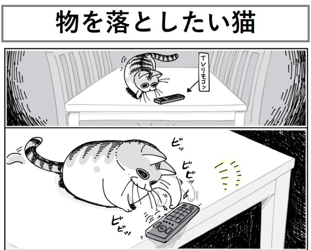 「物を落としたい猫」1/9