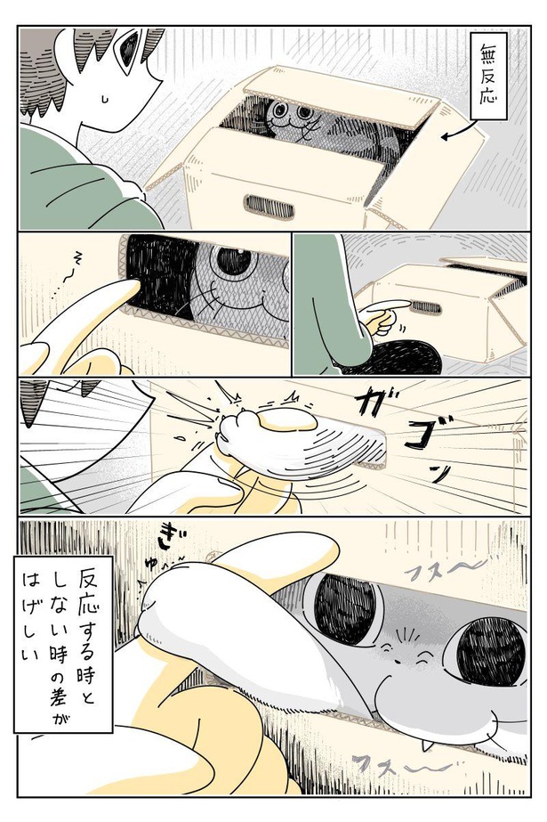 猫と段ボールは切っても切れない関係 片づけを邪魔する 気分屋な猫 を描いた漫画に共感の声 ウォーカープラス