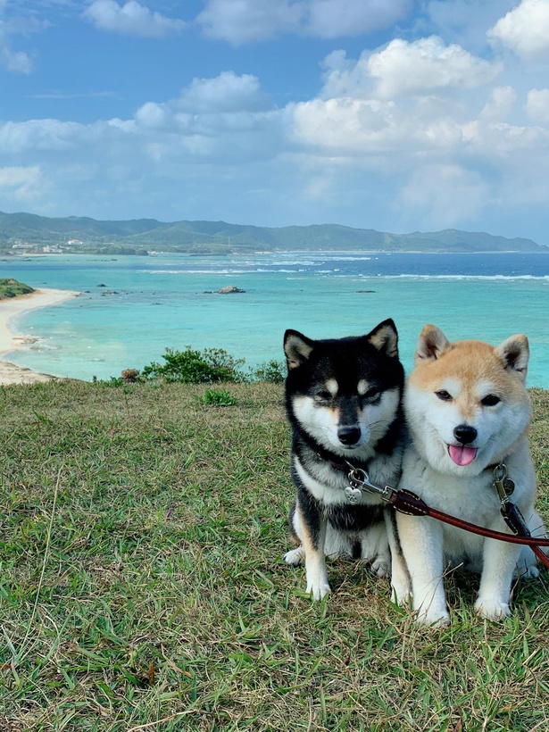 奄美大島の最北端に位置する町にある「あやまる岬」で寄り添う2匹