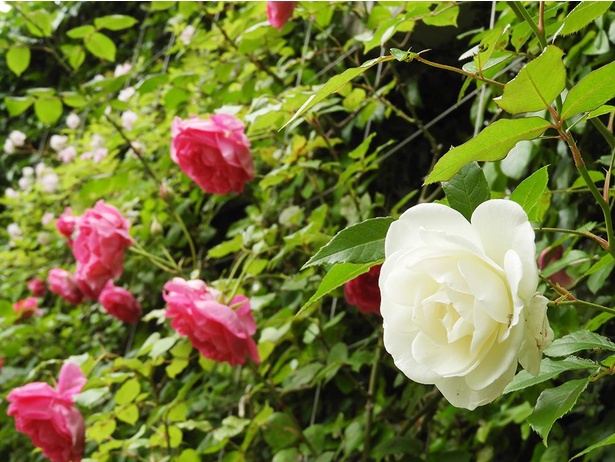 お花の中庭のバラは例年5月頃開花する(写真は過去の様子)