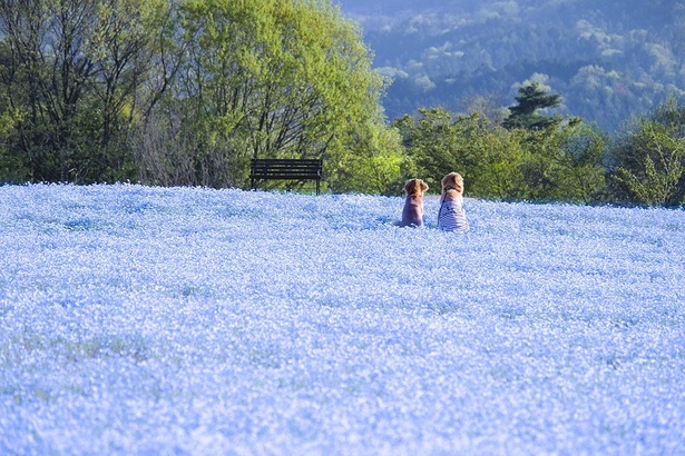 ピンクとブルーの絨毯は必見 広島県世羅町の Flower Village 花夢の里 の芝桜とネモフィラはいつが見頃 ウォーカープラス