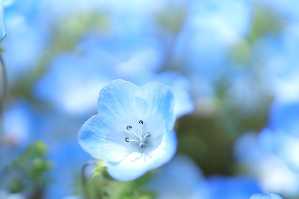 画像5 5 ピンクとブルーの絨毯は必見 広島県世羅町の Flower Village 花夢の里 の芝桜とネモフィラはいつが見頃 ウォーカープラス