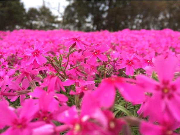 ハナシノブ科フロックス属の芝桜