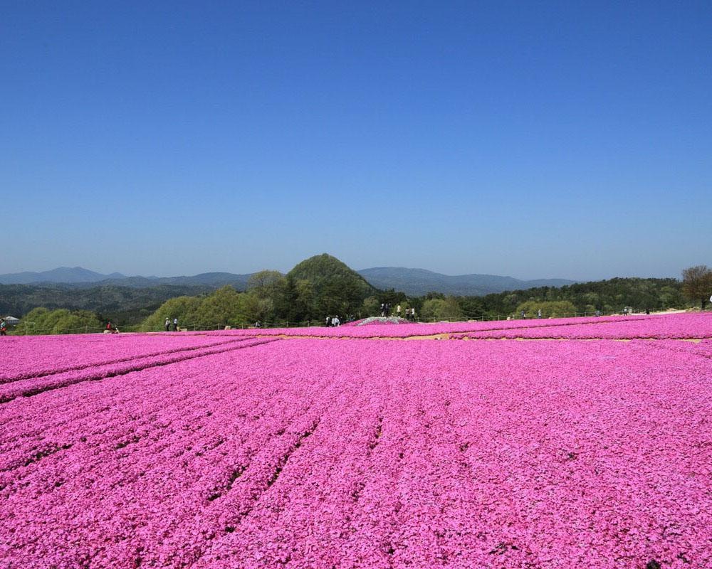 ピンクとブルーの絨毯は必見、広島県世羅町の「Flower village 花夢の里」の芝桜とネモフィラはいつが見頃？