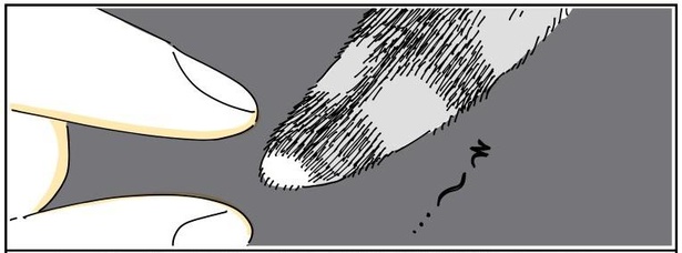 「ネコにじゃらしてもらう」04