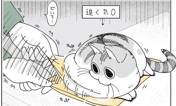 「たまに図太いネコ」05
