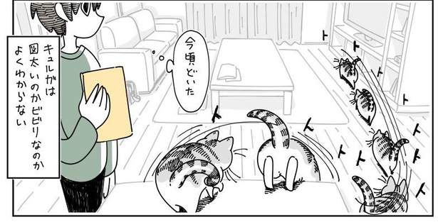 「たまに図太いネコ」09