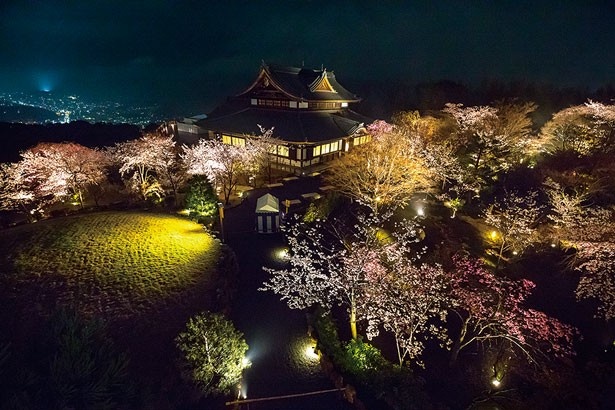 古都の夜景を見下ろせる将軍塚青龍殿も桜特集で紹介