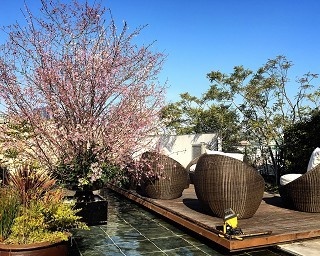 代官山で一足早いお花見を！桜がテーマの料理＆カクテルが味わえるレストラン