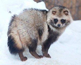 旭山動物園・エゾタヌキの交流の場は「タメフン場」なんです