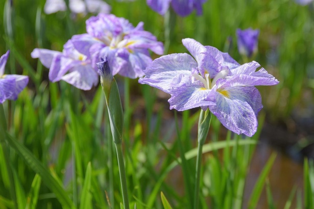 約80品種、1万3000株の花しょうぶが咲き誇る