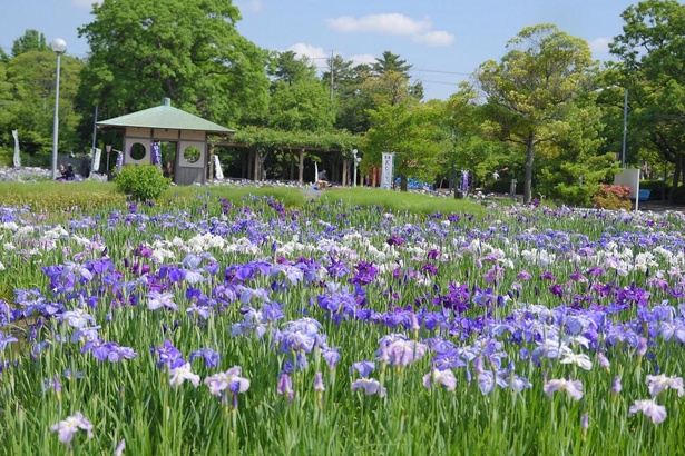 この時期しか見られない景色を
