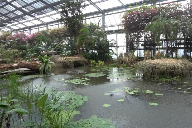 川や池がある湿地が、神戸どうぶつ王国に出現