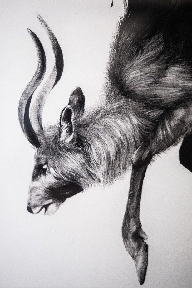 チャコールペンシルで描かれる漆黒の動物たちがsnsで話題に 瞳を描かない 理由に込められた思いとは ウォーカープラス