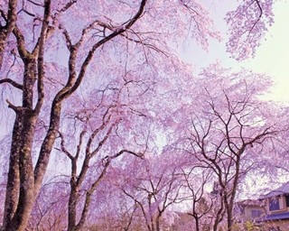 【京都絶景桜】春のみ一般公開される穴場！約200種が咲く“桜守”「佐野藤衛門邸」