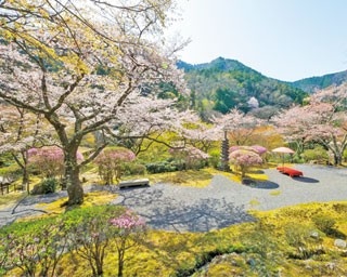 【京都絶景桜】1日100人限定！公開まで約50年の歳月をかけた日本庭園「白龍園」