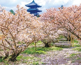 【京都絶景桜】京都一の遅咲き！樹高が低く視界一面に広がる「仁和寺」の御室桜