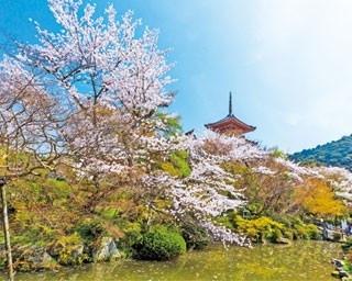 【京都4大桜名所】境内カフェに町家ランチも！人気No.1花見エリア祇園・東山