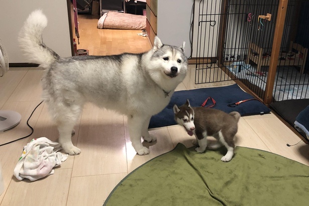 シャンテちゃんがやってきたばかりの頃の写真