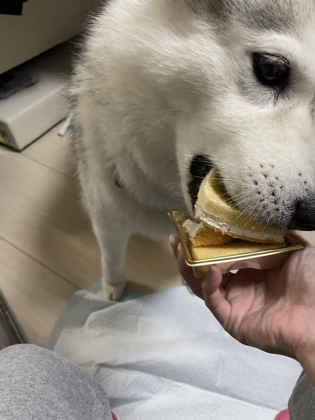 そして豪快にガブリ