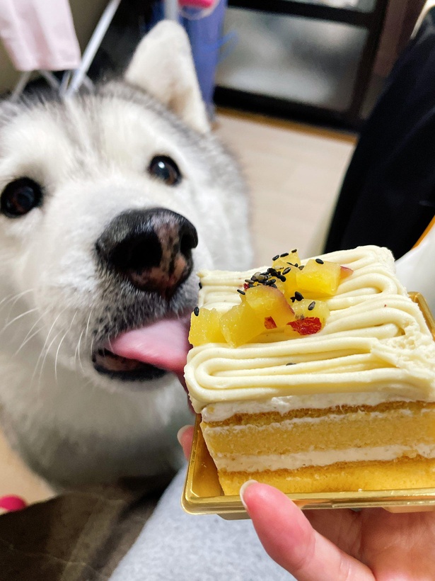 「食べていいの？」と言わんばかりの表情