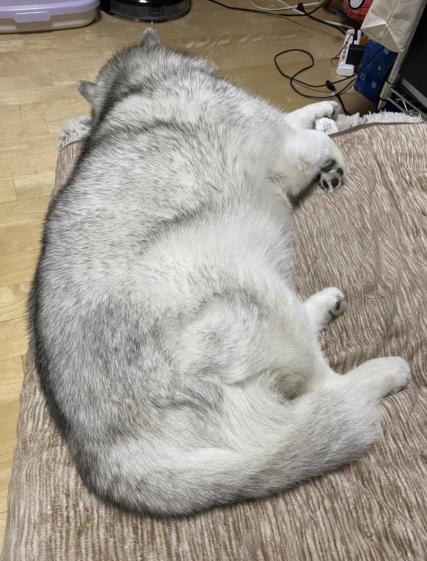 これぞハスキーと言わんばかりの寝姿