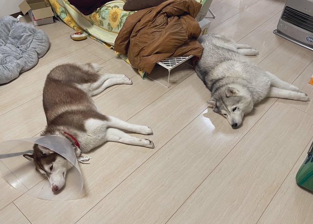 散歩後、ポーズがシンクロするシャンテちゃんとシルビアちゃん