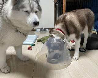 赤ちゃんハスキー、ごはんの横取りを“パラボラガード”で撃退！エリザベスカラーの意外な活用法がかわいいと話題に