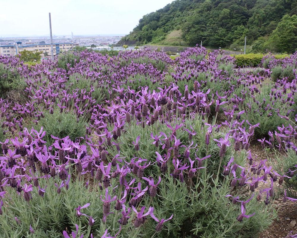 自然のハーブの香りに癒やされよう、和歌山県和歌山市の「西庄ふれあいの郷 ハーブ園」のハーブはいつが見頃？