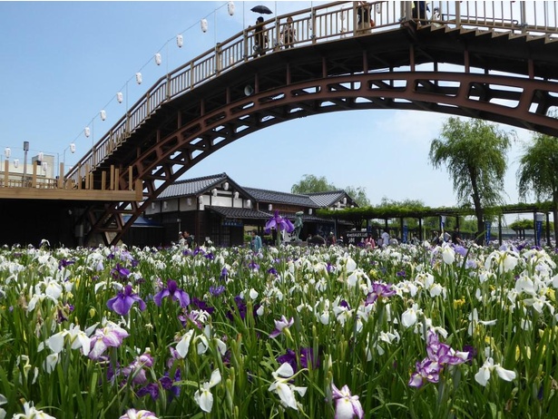 一面に咲き誇るあやめを愛でる 茨城県潮来市で 第70回水郷潮来あやめまつり が開催 ウォーカープラス