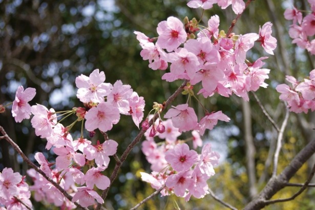 12品種100基におよぶサクラのコンテナで横浜の街全体が桜色に染まる
