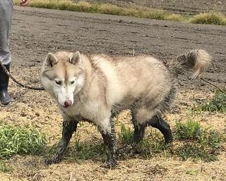 「シベリアン・タヌキー」に大変身した写真が12万いいね！おてんばハスキーのららまるちゃんが話題