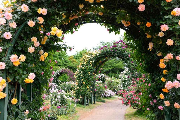 画像2 5 1万株のバラが咲き誇る 千葉県八千代市の京成バラ園で It S So In Bloom が開催中 ウォーカープラス