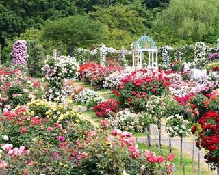 1万株のバラが咲き誇る！千葉県八千代市の京成バラ園で「It's so in Bloom！」が開催中