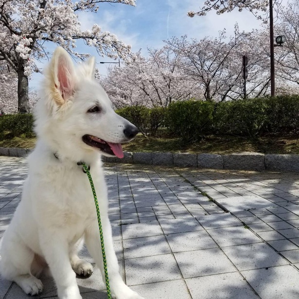 えびす顔で散歩中