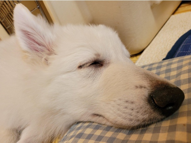 寝顔は仔犬そのもの