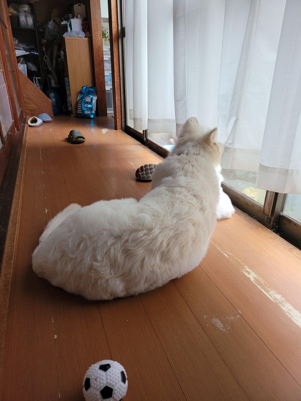 寝そべる姿も大きい