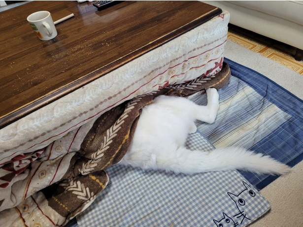 コタツ大好き