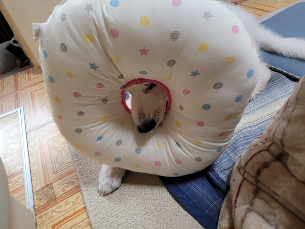飼い主さんの座布団にずっぽり