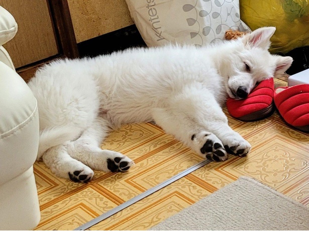 生後五カ月の仔犬が大きすぎると話題に 台所の立ち姿がまさに人間サイズ ウォーカープラス