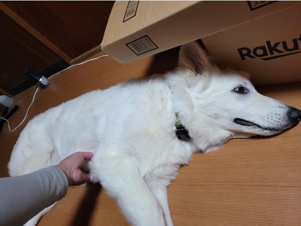 もふられるままのヒカルくん
