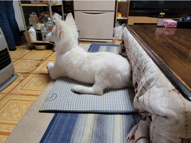 まるでスフィンクスのような伏せ姿